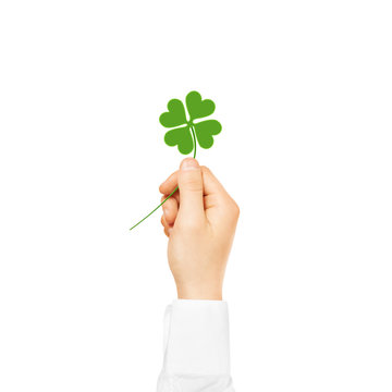 Hand holding green lucky shamrock isolated.
