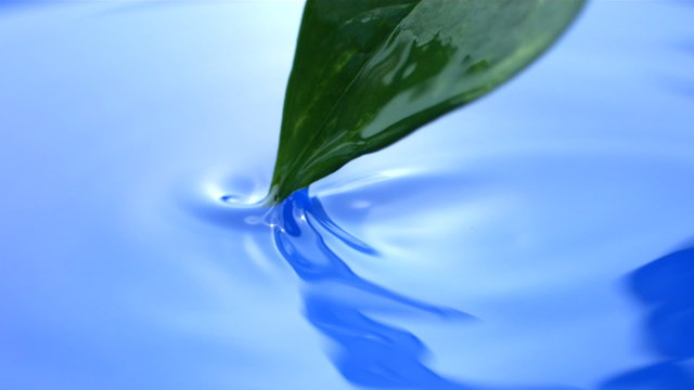 Water drips from leaf, slow motion