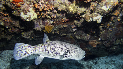 starry pufferfish © Pierluigi Leggeri
