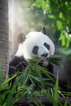Fototapeta panda