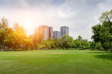 Fototapeta premium green grass field in big city park