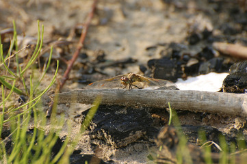 Стрекоза сидит на сухой ветке