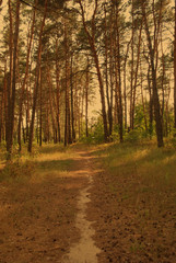 Path through a sunlit pine forest (vintage style)