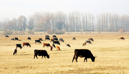 Cows on the meadow in autumn time