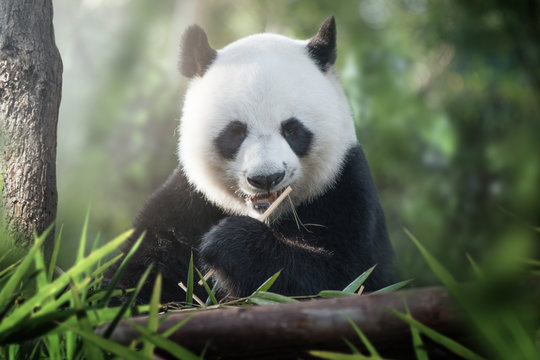 Fototapeta panda is eating