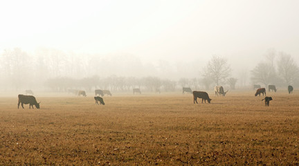 Fototapeta na wymiar Cows on the meadow in the foggy autumn day