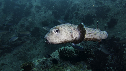 spiny pufferfish © Pierluigi Leggeri