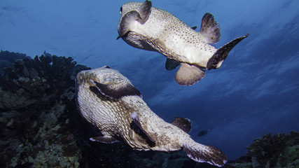 spiny pufferfish © Pierluigi Leggeri