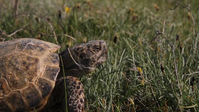Turtle in grass closeup
