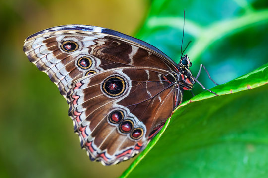 Blue Morphus butterfly