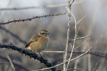 Common Stonechat (Saxicola torquata) female perched on bramble, Marazion Marsh RSPB Reserve, Cornwall, England, UK.