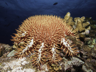 Fototapeta na wymiar crown of thorns starfish
