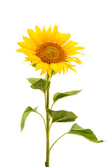 flower sunflower isolated