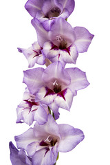 purple gladiolus isolated