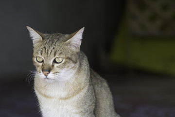 Cat Thailand on blurred background .
