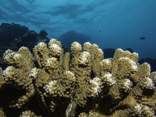 Fototapeta na wymiar coral view