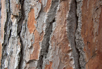 Texture of pine-tree bark