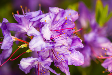 blossom rhododendron tree