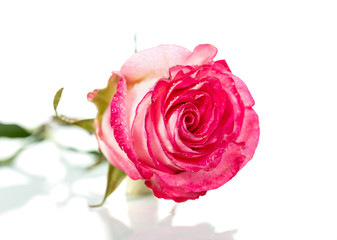 Fresh pink roses on white