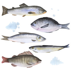 Set of 5 fish painted in watercolor