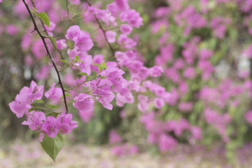 Pink bougaville on blurred background .