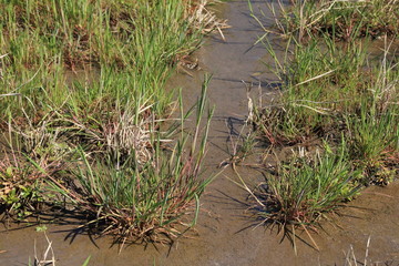 早春の田んぼのスズメノ鉄砲