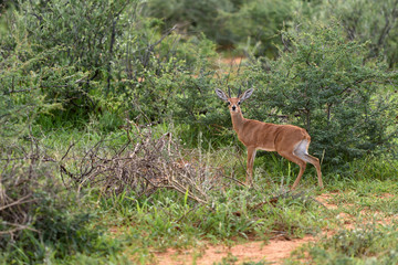 Naklejka na ściany i meble Small antelope Dik-Dik, Africa