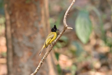 Black-crested Bulbul