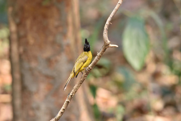 Black-crested Bulbul
