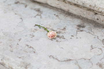 Obraz premium Gentle rose on a marble sairs