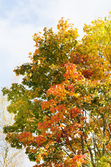 Fototapeta na wymiar Fall autumn maple leaves