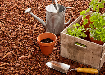 Watering can, trowel and seedlings over mulch