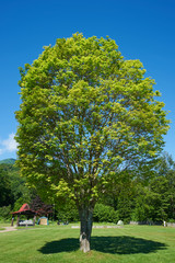 キャンプ場の一本の木