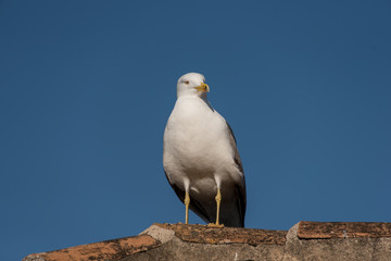 Gabbiano