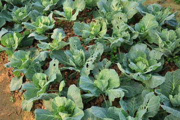 green cabbage in growth at vegetable garden