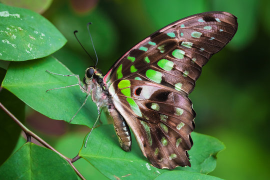 Graphium agamemnon butterfly