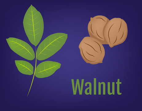 Walnuts in Shell with Leaves vector illustration. Smoothie Ingredients. Raw Vegan Recepie Ingredients. Digital background.