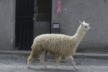 Lama auf der Suche nach Toiletten