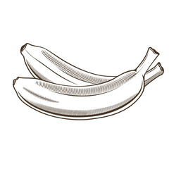 Bananas in vintage style. Line art vector illustration