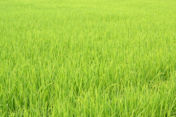 Green rice field