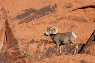 Desert Bighorn Sheep Ram