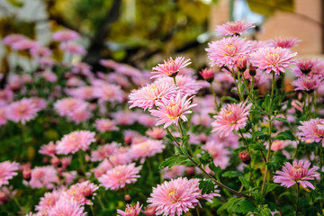 New England aster flowers in the garden oat sunrise