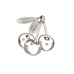 Cherry in vintage style. Line art vector illustration