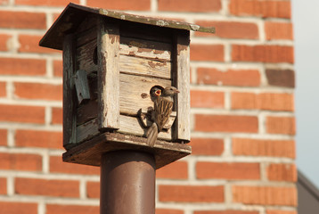 Mother feeding her baby at a bird feeder against a wall brick