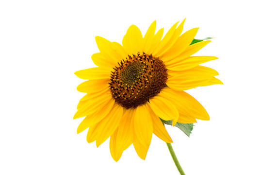 Sunflower isolated closeup #2