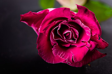 Frozen rose on dark background. Romantic floral  background.