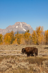 Bison in Autumn