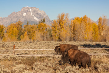 Bison in Autumn