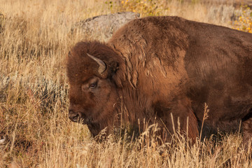 Bison in Yellowstone National Park Wyoming