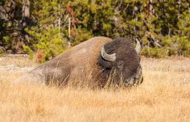 Obraz premium Bison in Yellowstone National Park Wyoming